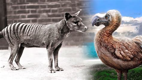 Animals Extinction