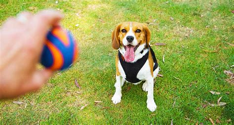 Basic Dog Training: How to Teach a Dog to Fetch