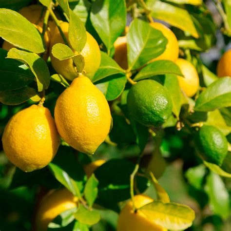 Lemon-Lime Citrus Trees for Sale– FastGrowingTrees.com