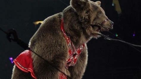 Petition · George Latimer: Ban The Royal Hanneford Circus From ...