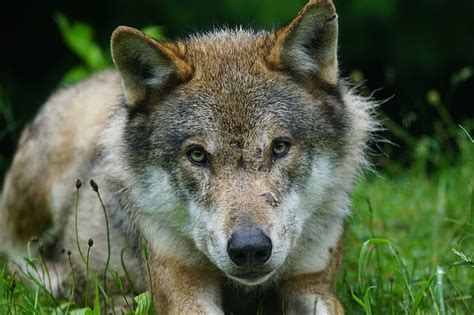 Free photo: wolf, predator, eurasian wolf, pack animal, portrait, carnivore, wildlife | Hippopx