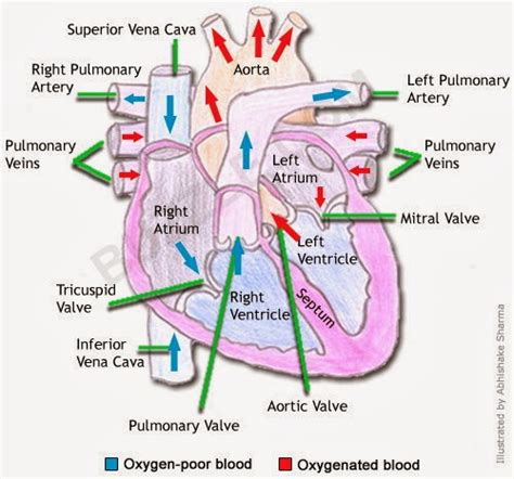 Heart Anatomy And Physiology Pdf