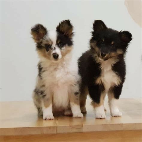 Shetland Sheepdog vs Corgi - Breed Comparison | MyDogBreeds