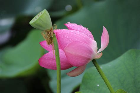 Lotus Dew Flower - Free photo on Pixabay