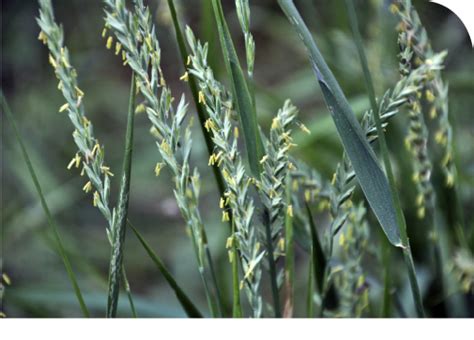 Perennial Ryegrass: Allergen Information & Map | Stallergenes Greer