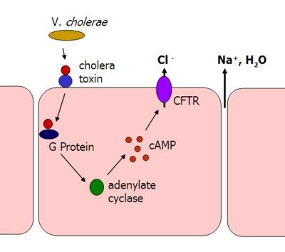 Cholera Toxin; Cholera Toxin Protomer A; Cholera Toxin Protomer B ...