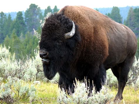 Yellowstone Bison Walking - Free photo on Pixabay