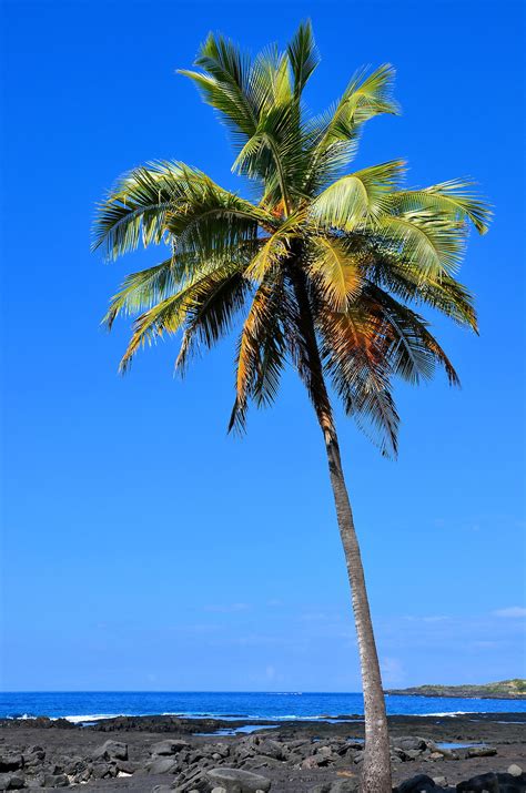 Single Palm Tree on Kona Coast, Island of Hawaii, Hawaii - Encircle Photos