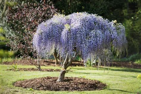 How To Prune Your Wisteria | The Tree Center™