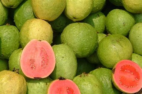 La goyave est le fruit du goyavier, un arbre originaire des régions tropicales. Sa mince peau ...