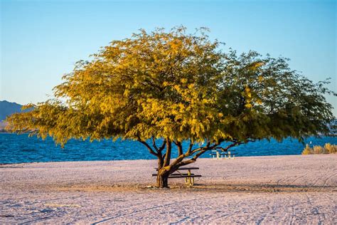 RV Camping Near Lake Havasu State Park - Cruise America