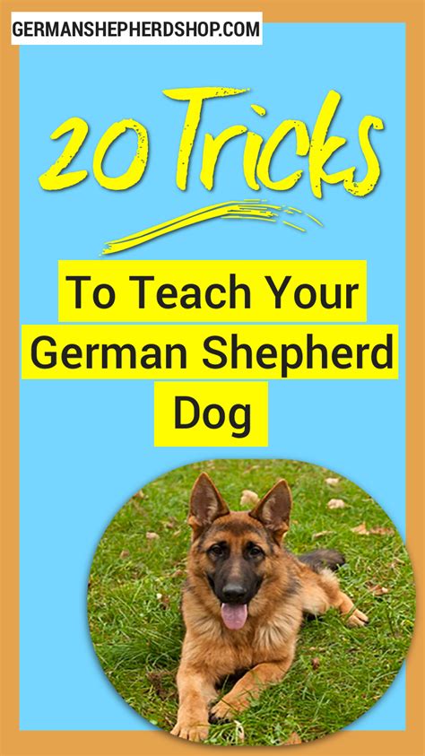 20 Tricks To Teach Your German Shepherd Dog | German shepherd dogs, German shepherd training ...