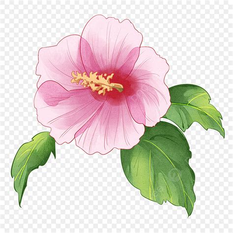 Hibiscus Flowers PNG Image, Hibiscus The National Flower Of Korea ...