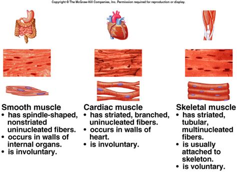 How To Identify Muscle Tissue