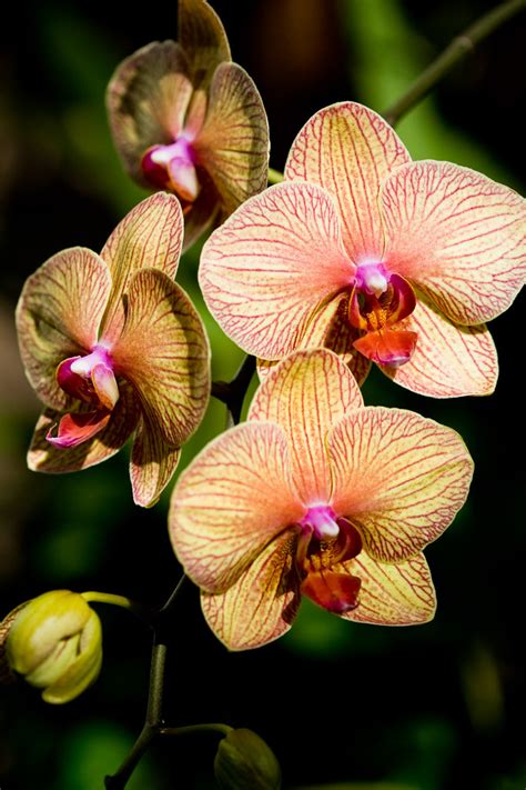 Orchids | Atlanta Botanical Gardens Fuqua Orchid Collection … | Flickr