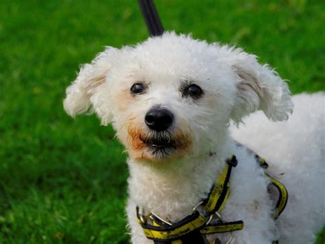 Rehoming Dogs Trust: Find Your Forever Companion