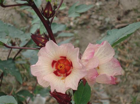 FLOR DE JAMAICA: VENDO FLOR DE JAMAICA