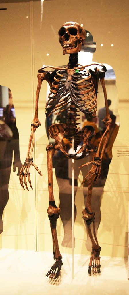 Neanderthal male adult - Smithsonian Museum of Natural His… | Flickr