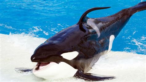 SeaWorld has finally decided to stop breeding killer whales – SheKnows