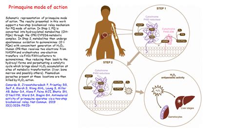 Primaquine mode of action