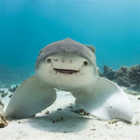 Leopard Shark...Happy, cute shark...Who knew...LOL | Leopard shark ...