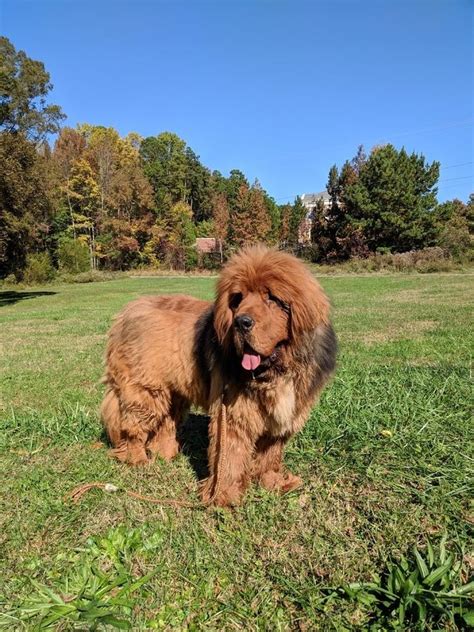 Tibetan Mastiff Puppies For Sale | Mint Hill, NC #286258