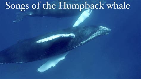 Sounds of Nature: mindblowing Humpback Whales singing - YouTube