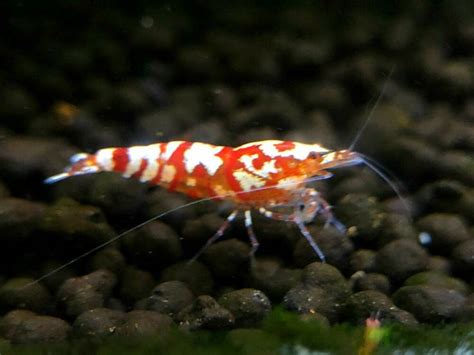 10 Red Fancy Tiger Shrimp A/S Grade , Home-bred, live shrimp ...