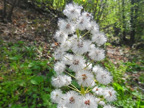 Petasites albus - Asteraceae