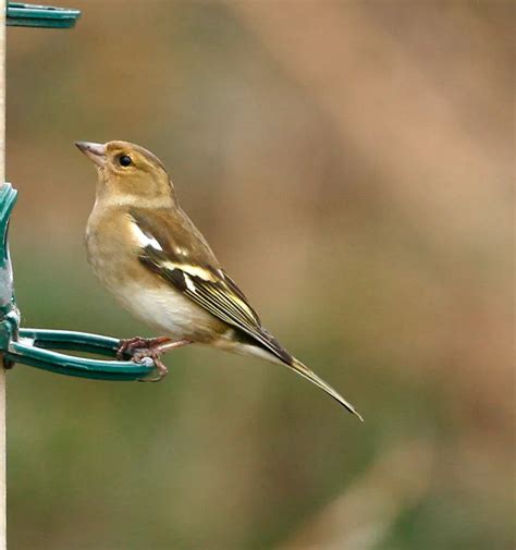 How and what to feed your garden birds. RSPB