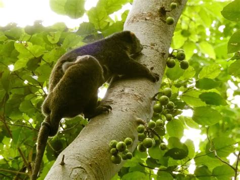 Sulawesi bear cuscus - Facts, Diet, Habitat & Pictures on Animalia.bio