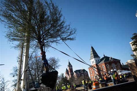 Ehrhardt to Auburn: Toomer's Corner new trees come from South Carolina | Business | thetandd.com