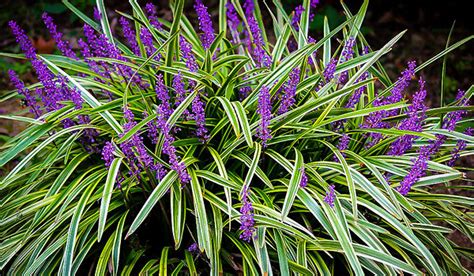 Variegated Liriope Plants For Sale | The Tree Center