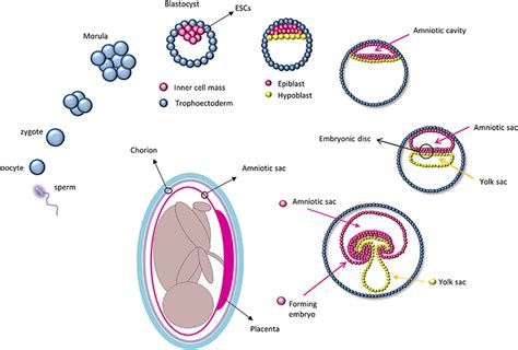 Frontiers | Amniotic Epithelial Cells: A New Tool to Combat Aging and ...