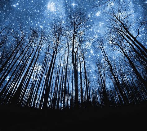 3840x2160px, 4K free download | Star Night, forest, natural, nature, new, nice, night, star ...