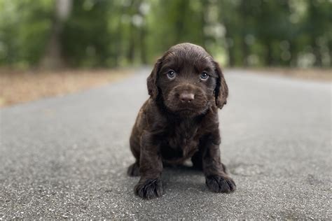 Boykin Spaniel Puppies – Boykin Spaniels and other Gun Dogs Available for Sale