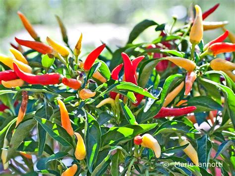 Chili Peppers - How Hot is Hot? | Annual flowers, Stuffed peppers ...