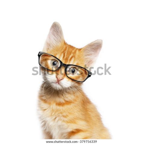 5+ Hundred Cat Wearing Reading Glasses Royalty-Free Images, Stock ...