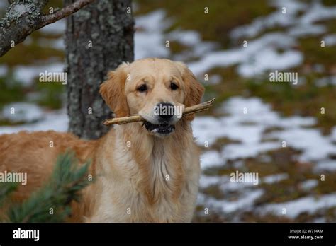 Golden retriever puppy playing Stock Photo - Alamy