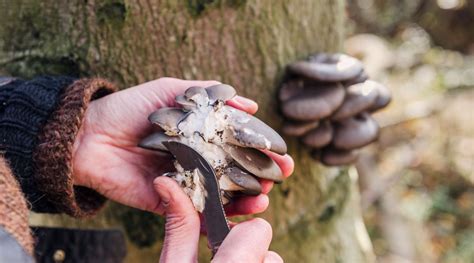 A Beginner's Guide to Mushroom Foraging in Canada: How to Get Started – Forage Hyperfoods