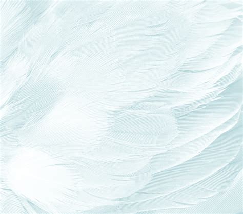 Premium Photo | Beautiful white feather texture background