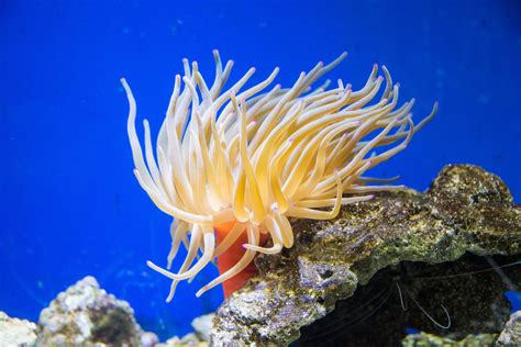 The Severe Health Risk Posed By The Caribbean Condylactis Anemone