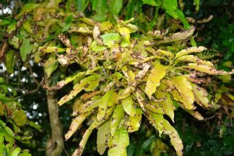 Mango Tree Diseases | LoveToKnow