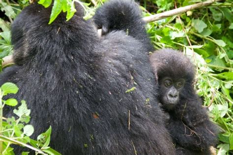 These 24 Gorilla Babies Are The Most Adorable Reasons To Celebrate ...