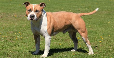 American Staffordshire Terrier Guide (Breed Characteristics)