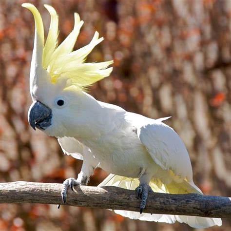 Blue­-Eyed Cockatoo - Fantastic Pet Encyclopedia, UK