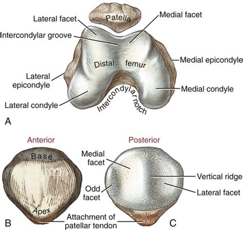 Structure and Function of the Knee | Musculoskeletal Key