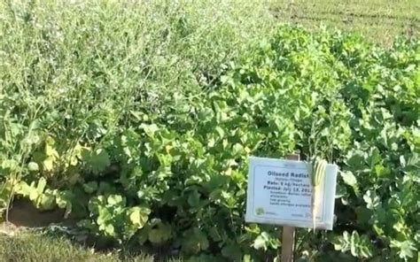 How to Use Tillage Radish in Western Canadian Rotations – RealAgriculture