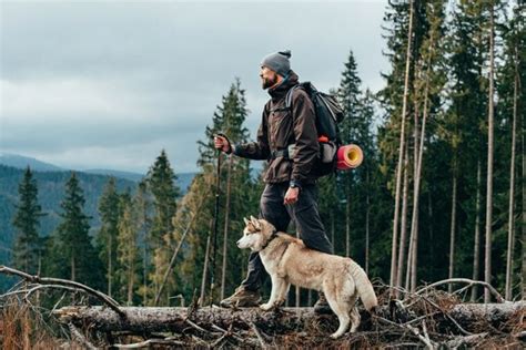 6 Best Dog Breeds for Hiking - For Taking Your Friend on the Trails ...