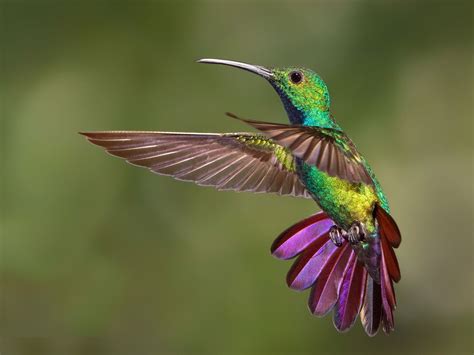 16 Species of Hummingbirds in Florida (with Pictures) - Animal Hype